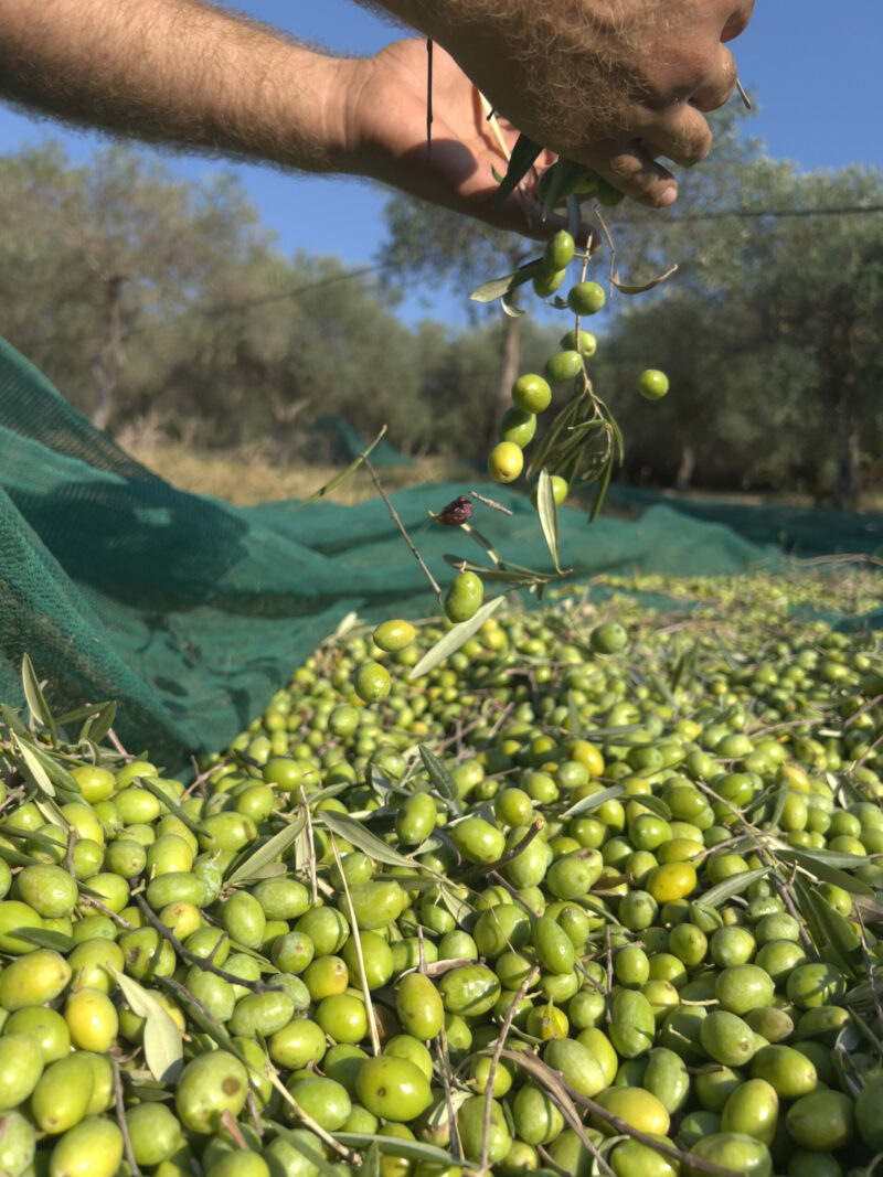 Olive che cadono dalle mani