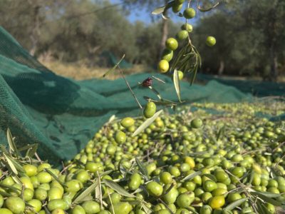 Olive che cadono dalle mani